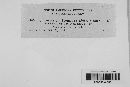 Coleosporium ipomoeae image
