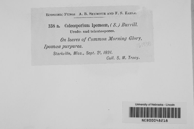 Coleosporium ipomoeae image