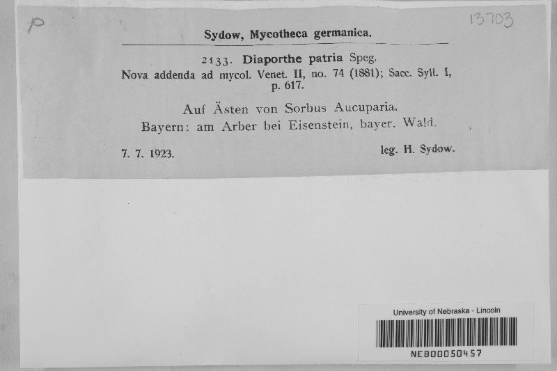 Diaporthe decorticans image