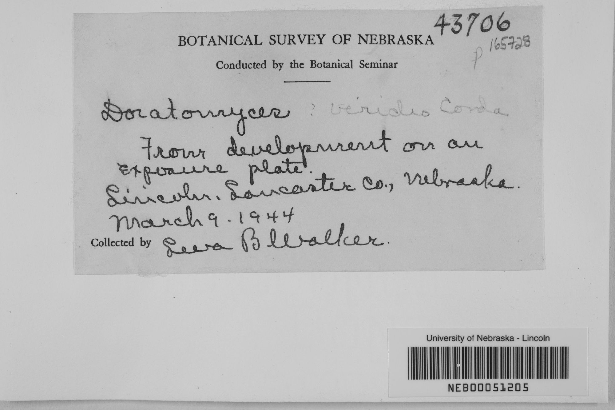 Doratomyces