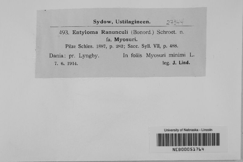 Entyloma ficariae image