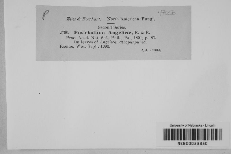 Passalora angelicae image