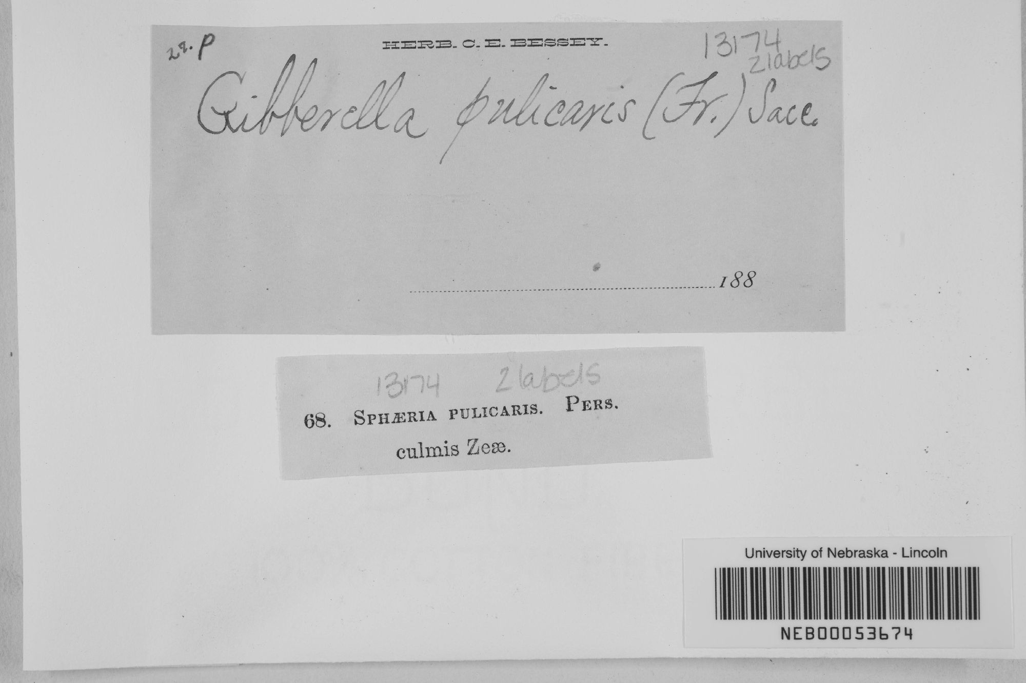 Gibberella pulicaris thumbnail