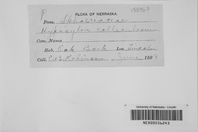 Hypoxylon colliculosum image