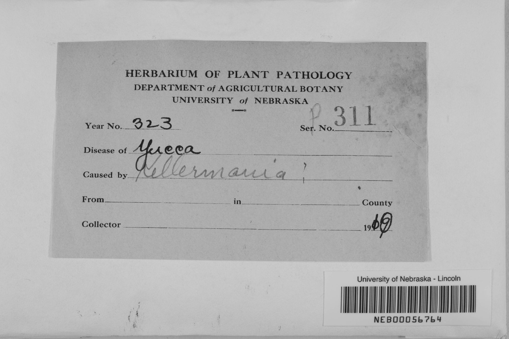 Planistromellaceae thumbnail