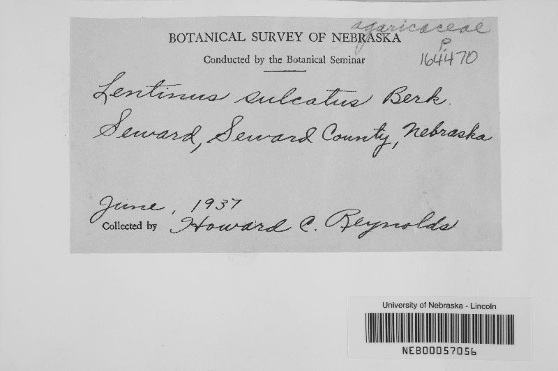 Lentinus sulcatus image