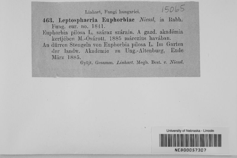 Leptosphaeria euphorbiae image