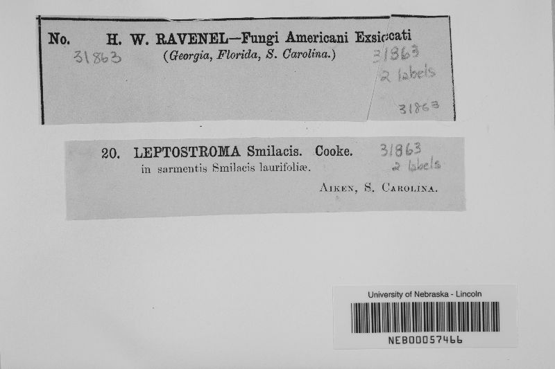 Leptostroma smilacis image