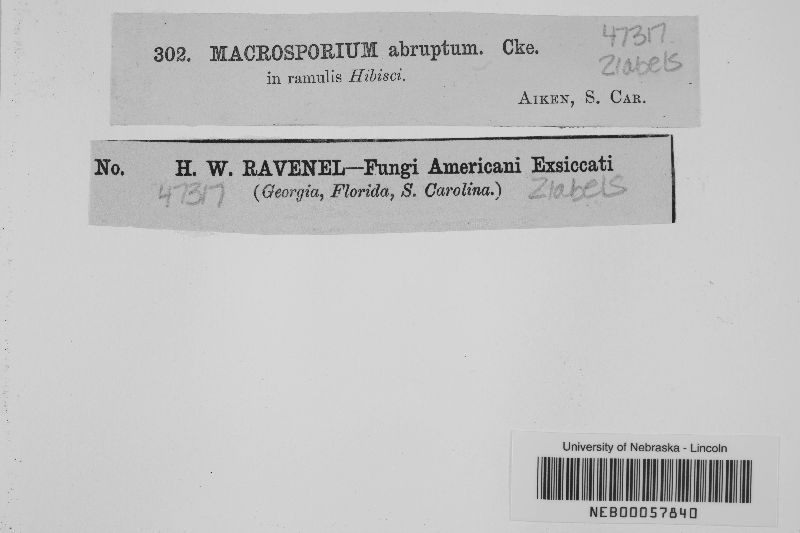 Macrosporium abruptum image