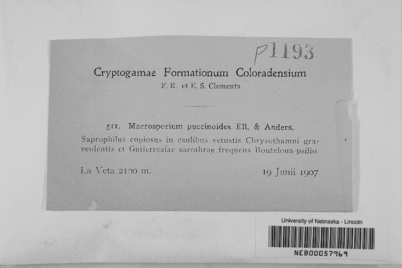 Macrosporium puccinoides image