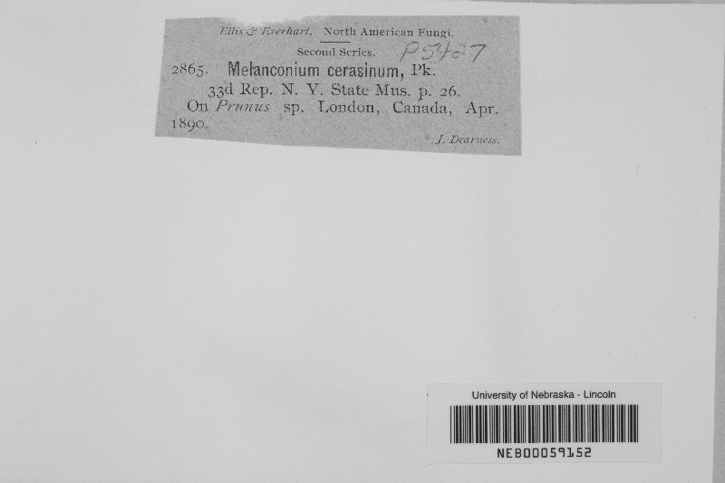 Melanconium cerasinum image