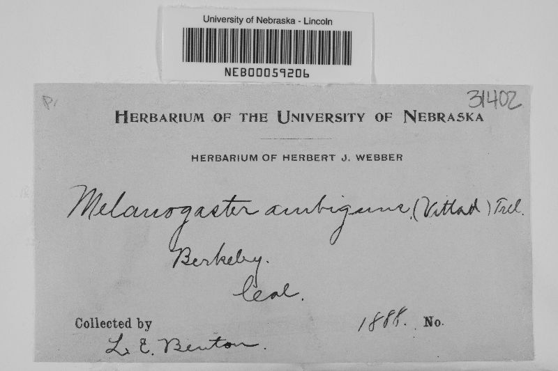 Melanogaster ambiguus image