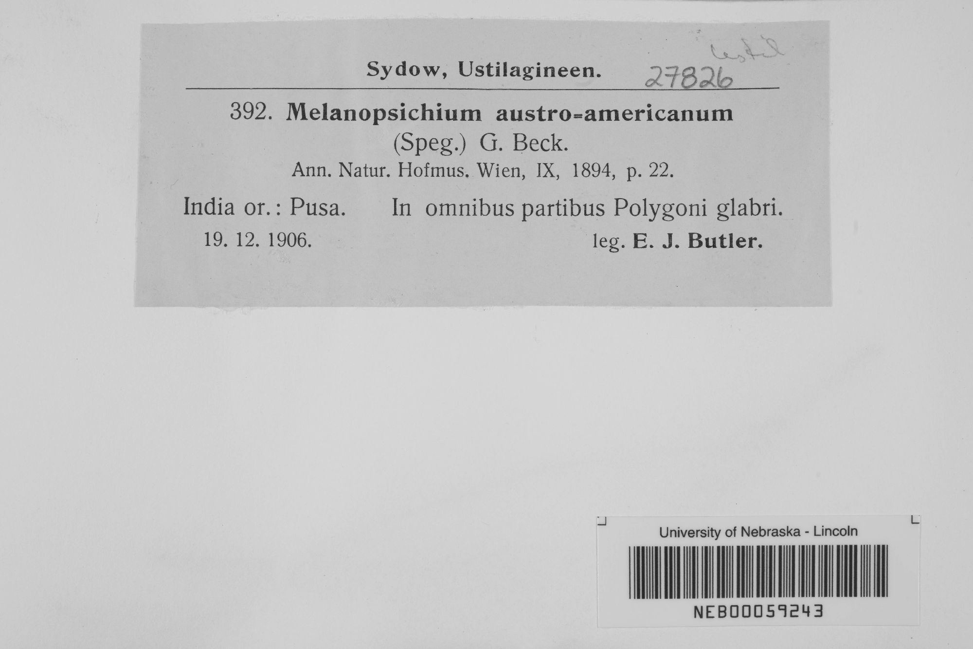 Melanopsichium