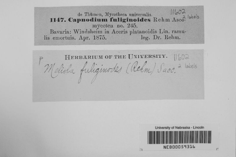 Meliola fuliginodes image