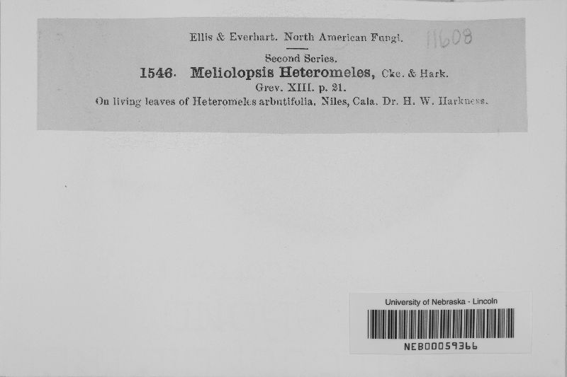 Meliolopsis heteromeles image