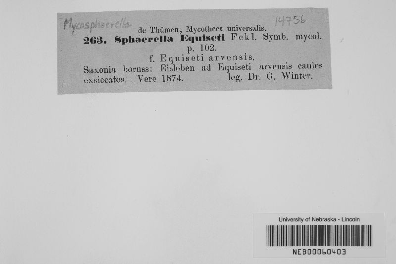 Mycosphaerella equiseti image