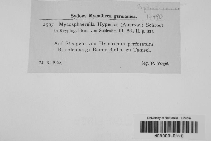 Mycosphaerella hyperici image