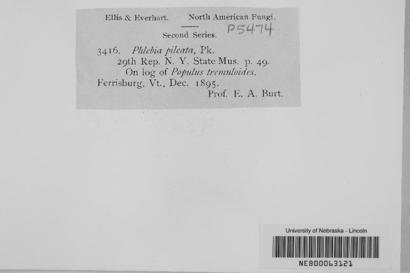 Punctularia strigosozonata image