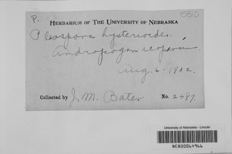 Pleospora hysterioides image