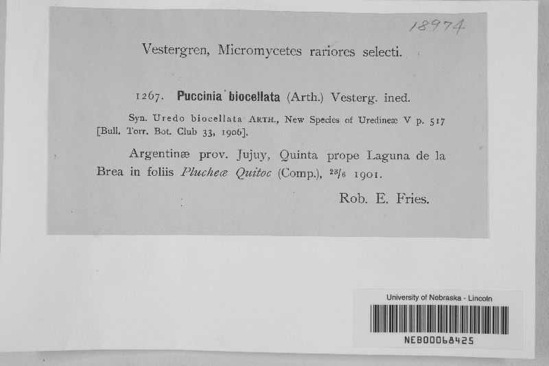 Puccinia biocellata image