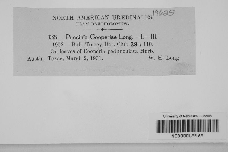 Puccinia cooperiae image