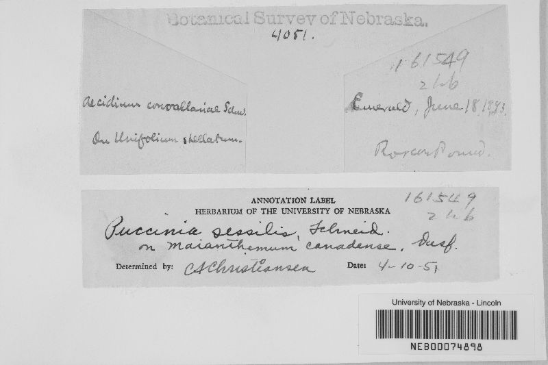 Puccinia sessilis image