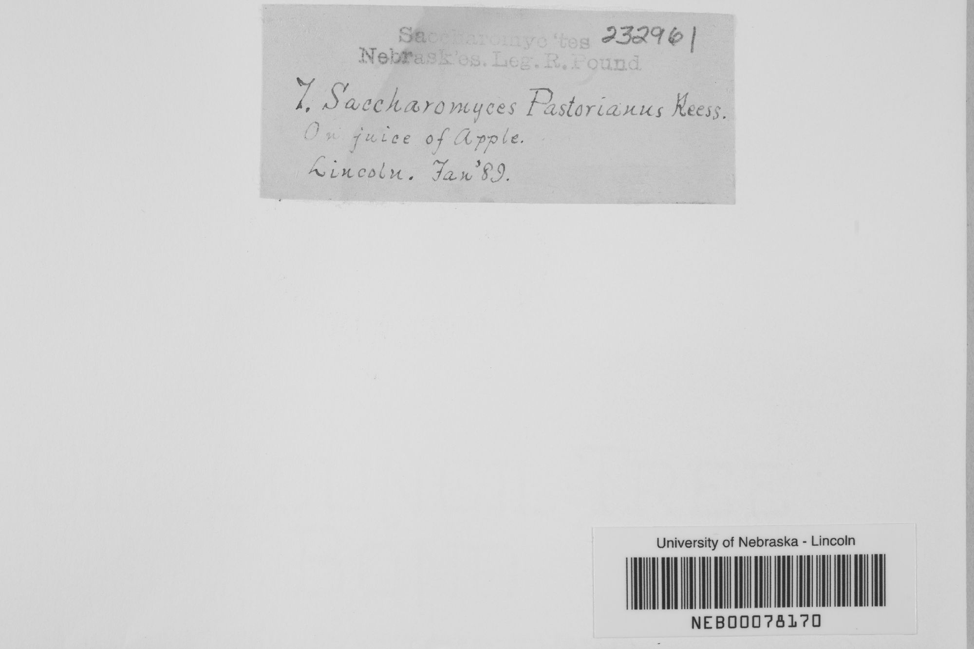 Saccharomyces pastorianus thumbnail