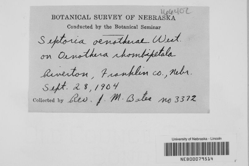 Septoria oenotherae image