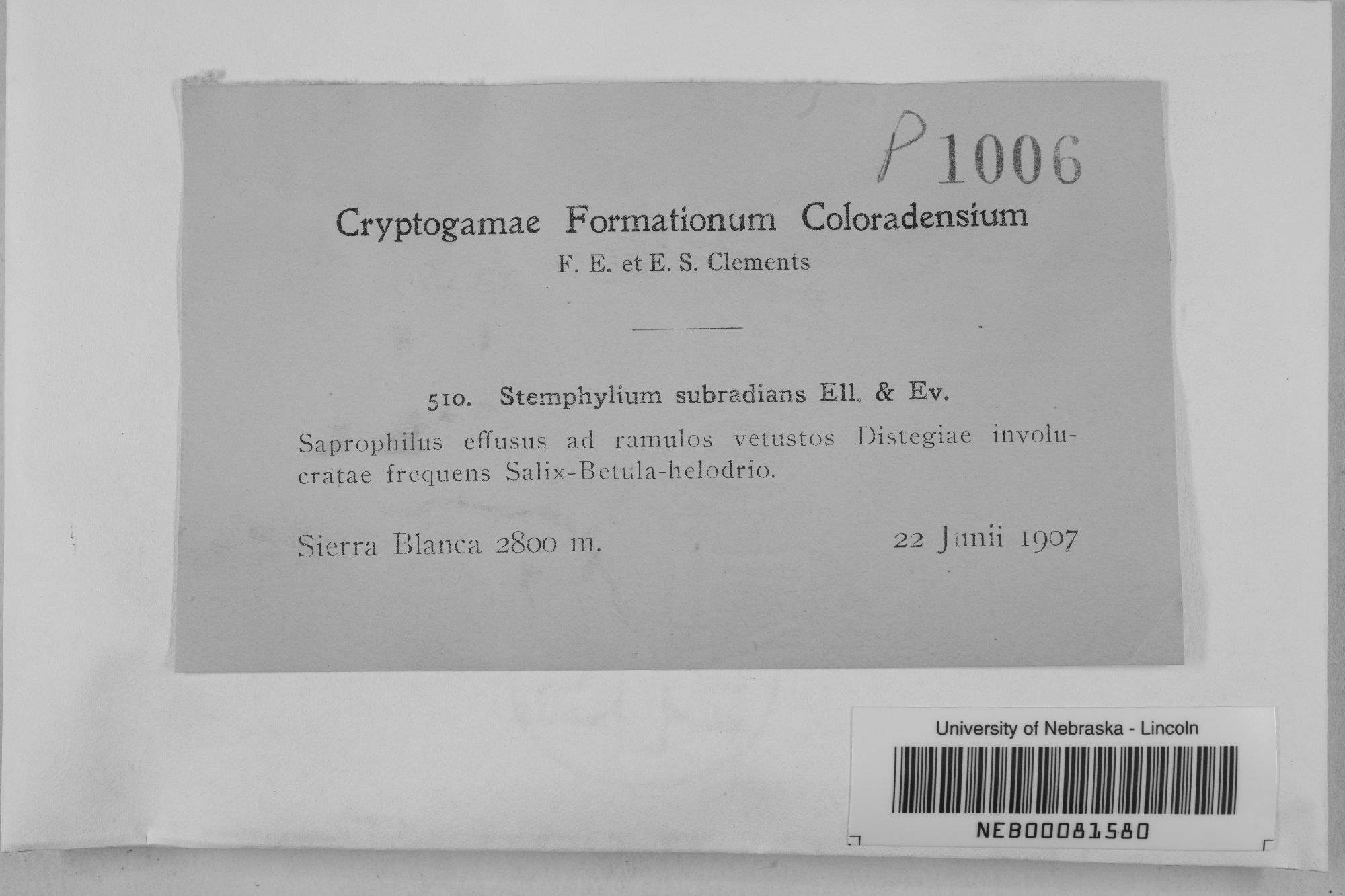 Stemphylium
