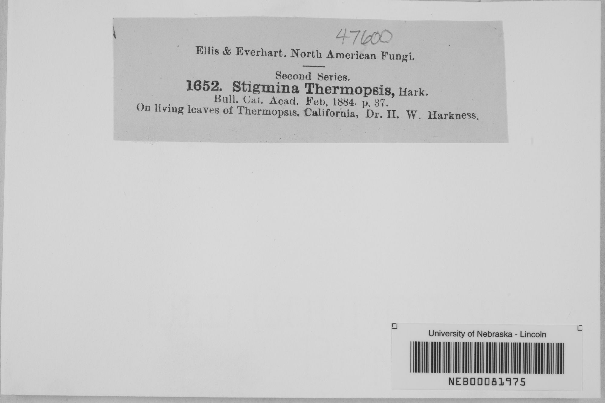 Stigmina thumbnail