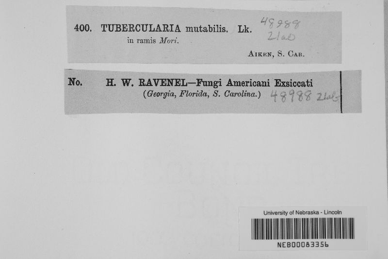 Tubercularia mutabilis image