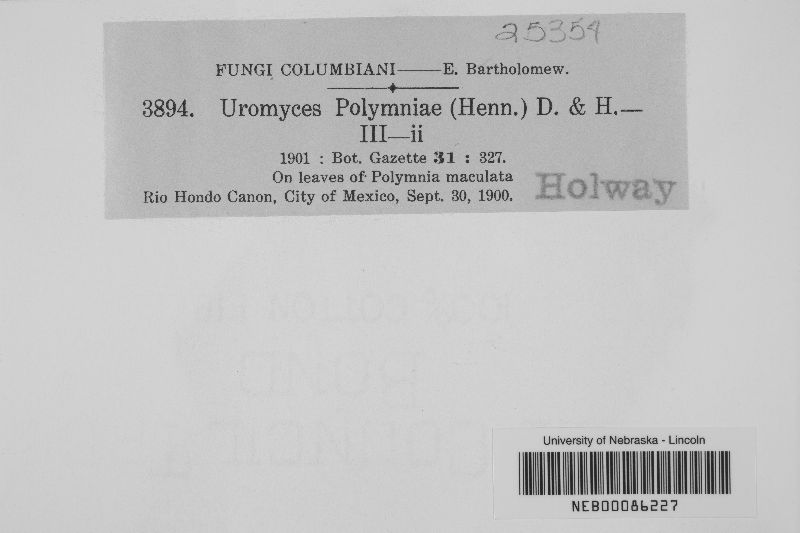 Uromyces polymniae image