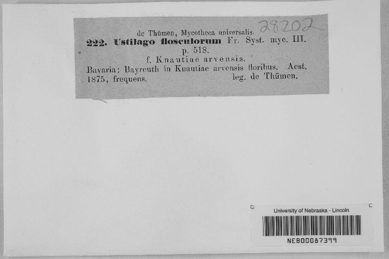 Microbotryum flosculorum image