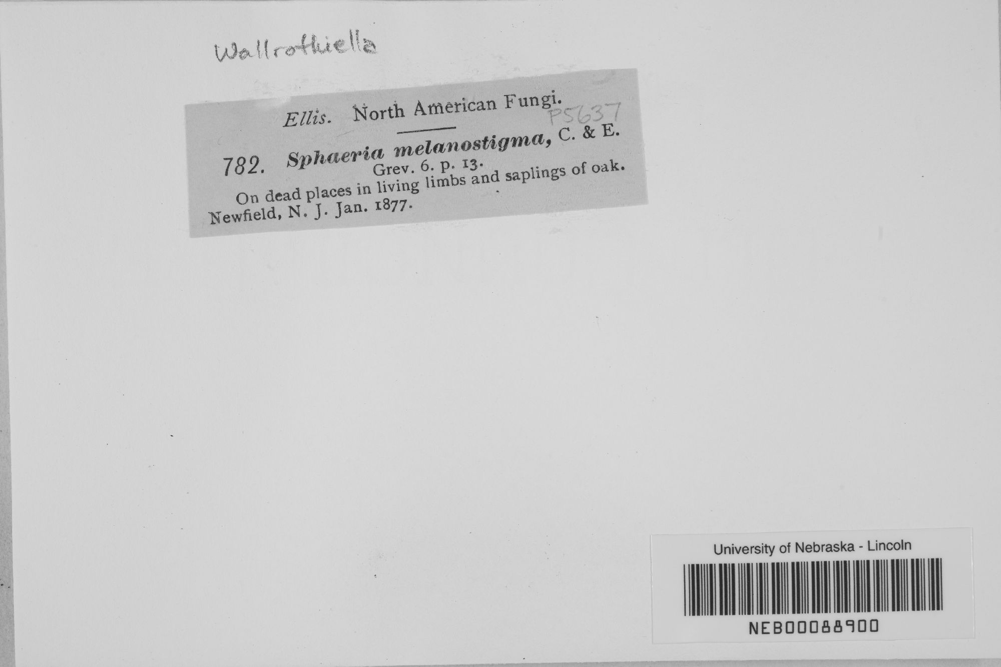 Wallrothiella thumbnail