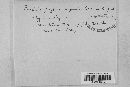 Puccinia polygoni-amphibii var. polygoni-amphibii image
