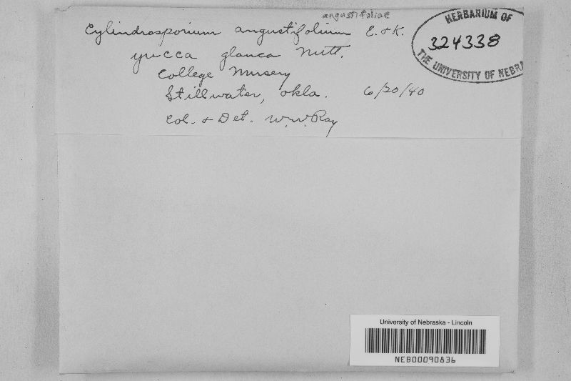 Cylindrosporium angustifoliae image