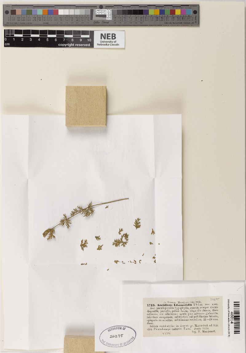 Aecidium libanotidis image