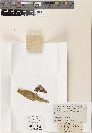 Cercospora kansensis image