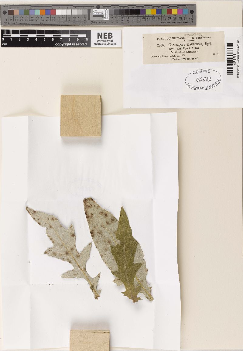 Cercospora kansensis image
