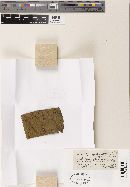 Cercospora symplocarpi image