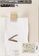 Cladosporium aphidis image