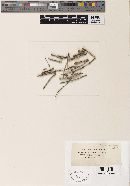 Thumbnail image of current specimen