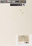 Thumbnail image of current specimen