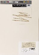 Microthyrium culmigenum image