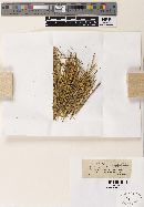 Microthyrium culmigenum image