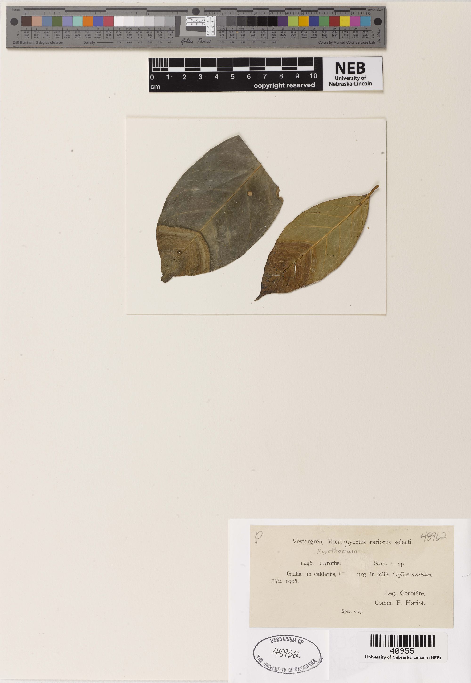 Myrothecium