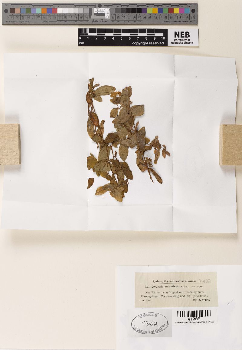 Ovularia minutissima image