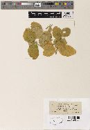 Peronospora pisi image