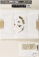 Thumbnail image of current specimen