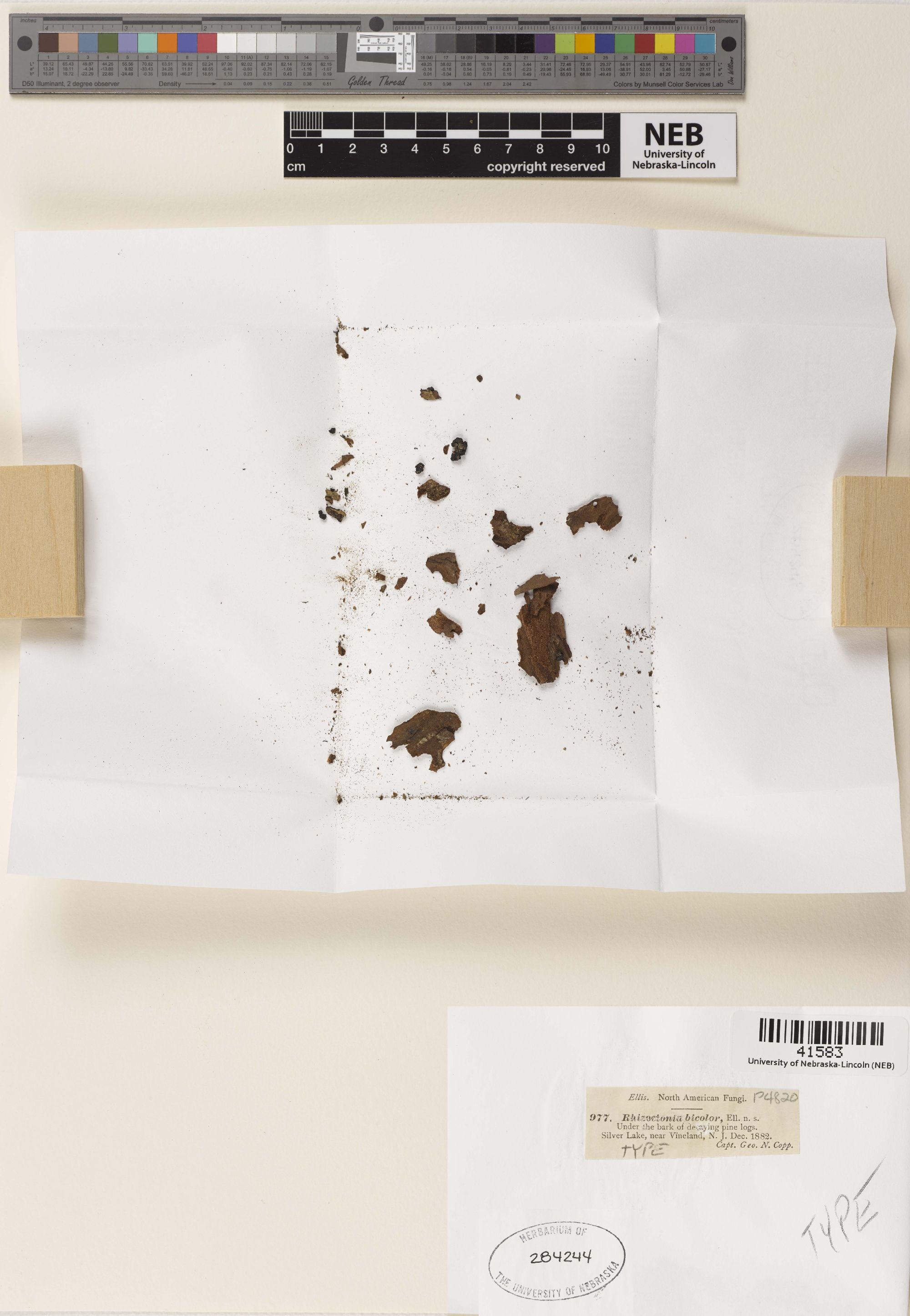Rhizoctonia